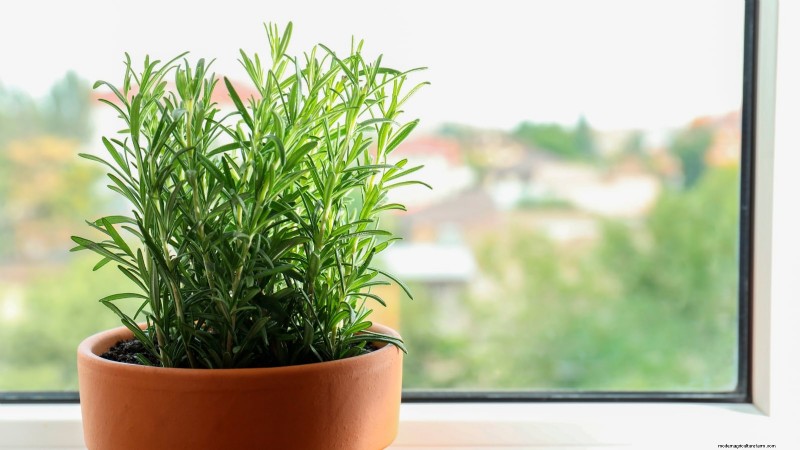 Indoor Herb Gardening: Troubleshooting Common Problems & Solutions