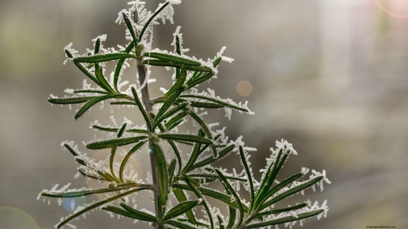 Indoor Herb Gardening: Troubleshooting Common Problems & Solutions