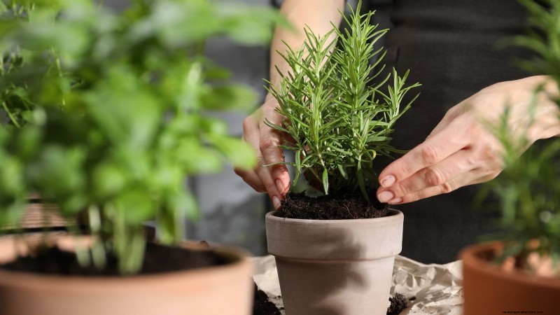 Indoor Herb Gardening: Troubleshooting Common Problems & Solutions