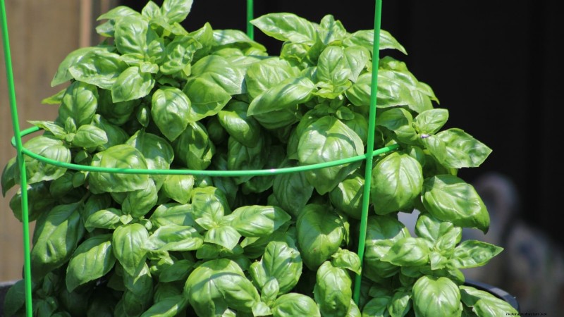 Indoor Herb Gardening: Troubleshooting Common Problems & Solutions