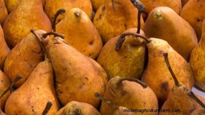Bosc Pear Tree Guide: Planting, Growing & Care - Expert Tips