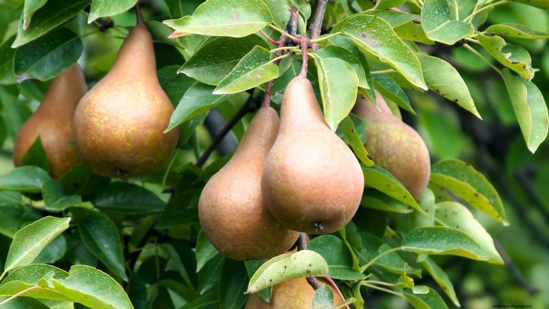 Bosc Pear Tree Guide: Planting, Growing & Care - Expert Tips