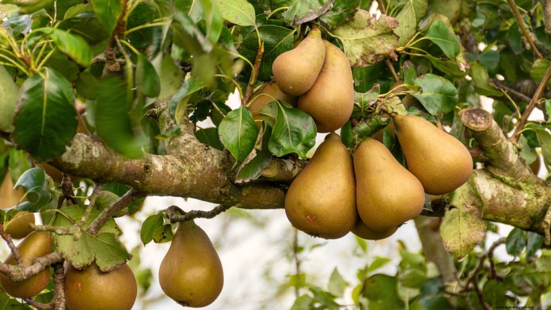 Bosc Pear Tree Guide: Planting, Growing & Care - Expert Tips