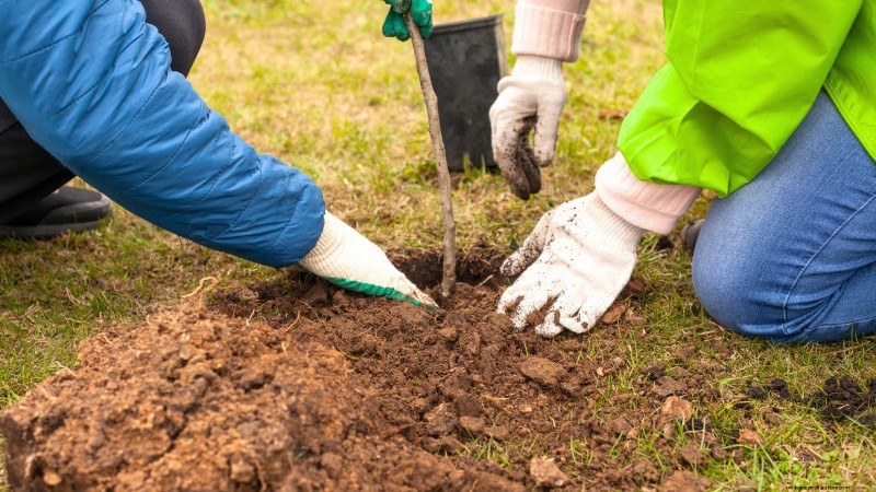 Bosc Pear Tree Guide: Planting, Growing & Care - Expert Tips