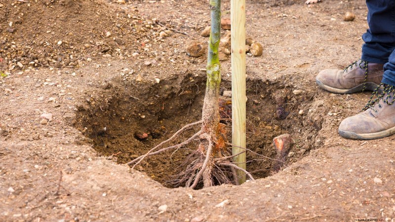 Bosc Pear Tree Guide: Planting, Growing & Care - Expert Tips