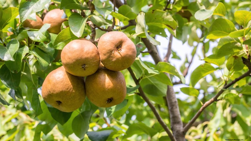 Bosc Pear Tree Guide: Planting, Growing & Care - Expert Tips