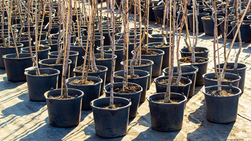 Bosc Pear Tree Guide: Planting, Growing & Care - Expert Tips