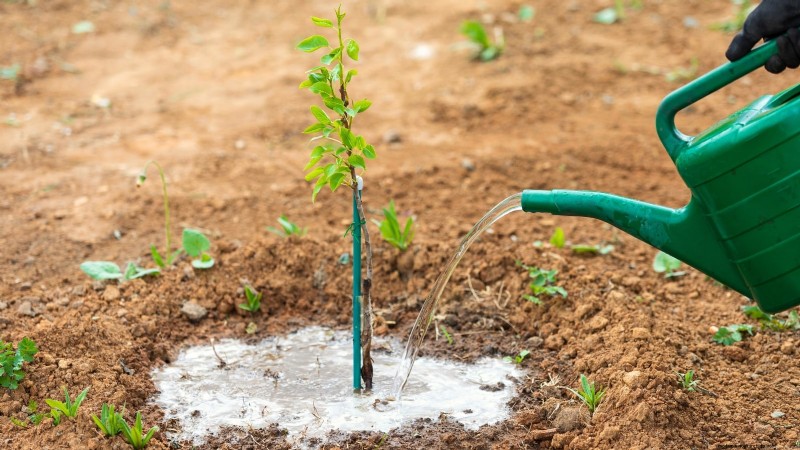Bosc Pear Tree Guide: Planting, Growing & Care - Expert Tips