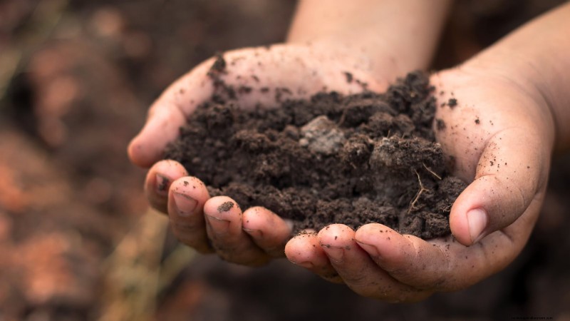 Bosc Pear Tree Guide: Planting, Growing & Care - Expert Tips