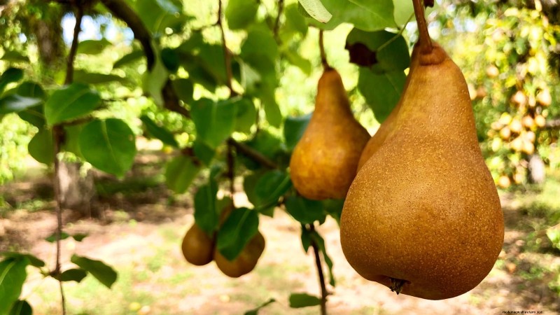 Bosc Pear Tree Guide: Planting, Growing & Care - Expert Tips