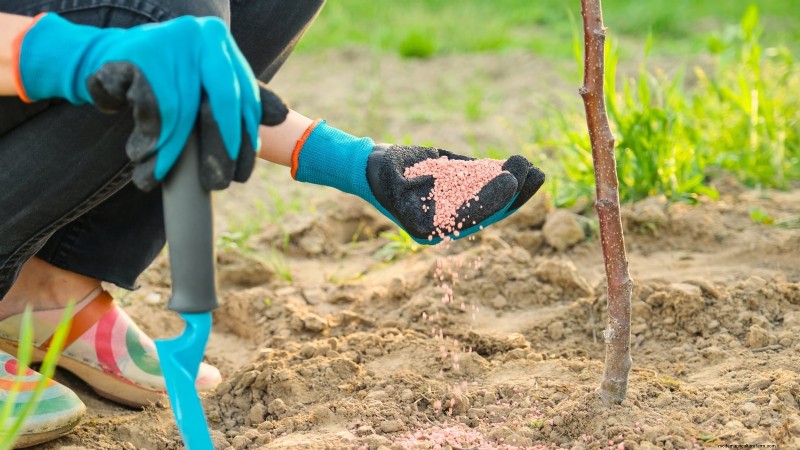 Bosc Pear Tree Guide: Planting, Growing & Care - Expert Tips
