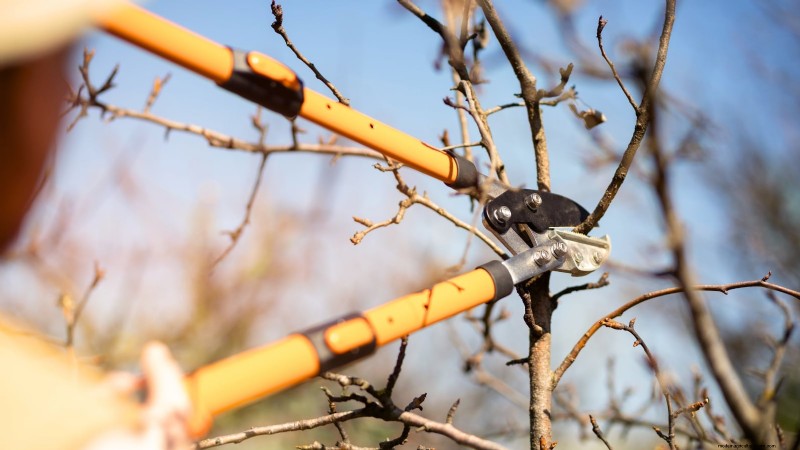Bosc Pear Tree Guide: Planting, Growing & Care - Expert Tips