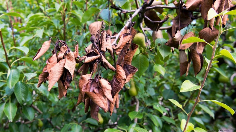 Bosc Pear Tree Guide: Planting, Growing & Care - Expert Tips