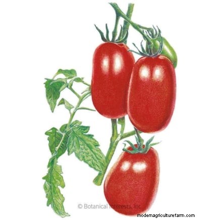 Start a Victory Garden: A Complete 9-Step Guide