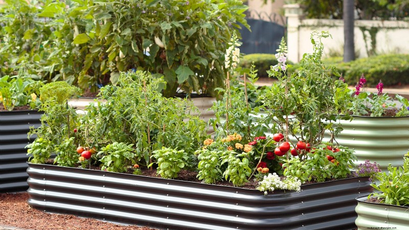 Start a Victory Garden: A Complete 9-Step Guide