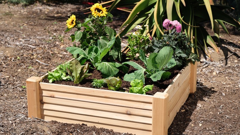 Start a Victory Garden: A Complete 9-Step Guide