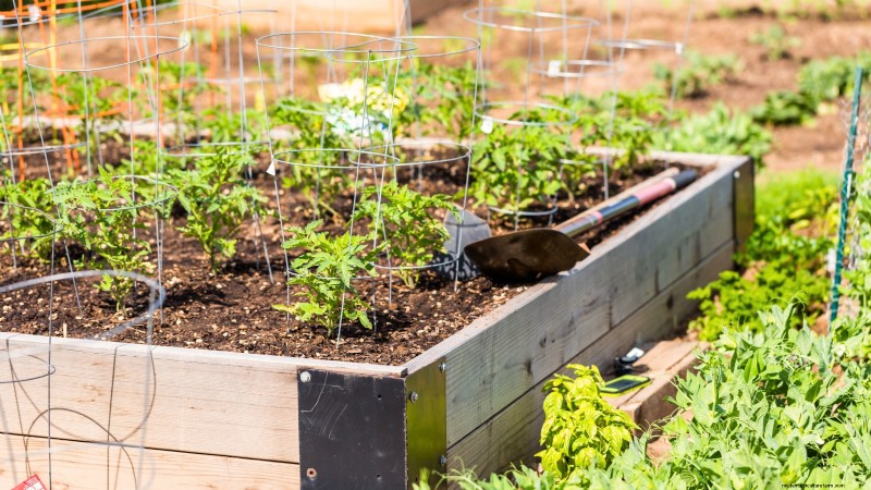 Start a Victory Garden: A Complete 9-Step Guide