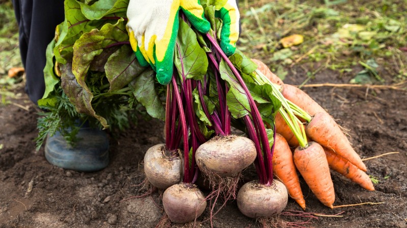 Start a Victory Garden: A Complete 9-Step Guide