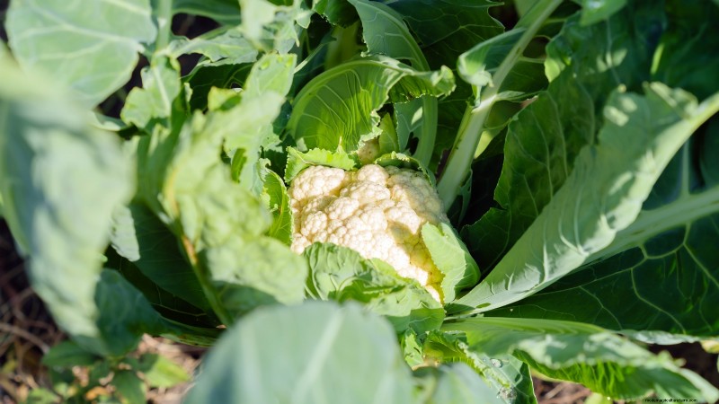 Start a Victory Garden: A Complete 9-Step Guide