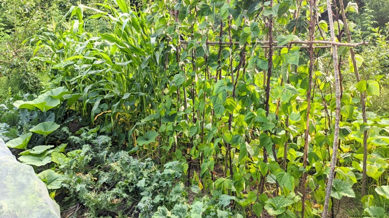 Start a Victory Garden: A Complete 9-Step Guide