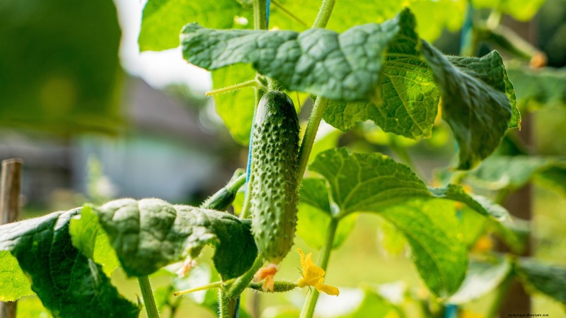 Start a Victory Garden: A Complete 9-Step Guide