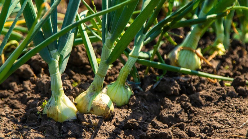 Start a Victory Garden: A Complete 9-Step Guide