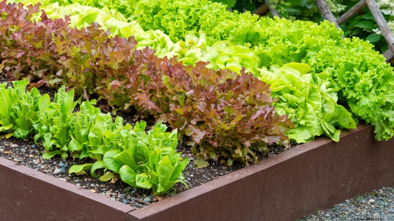 Start a Victory Garden: A Complete 9-Step Guide