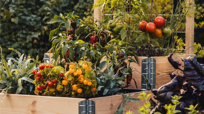 Start a Victory Garden: A Complete 9-Step Guide