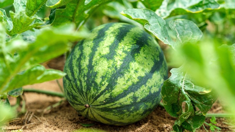 Start a Victory Garden: A Complete 9-Step Guide