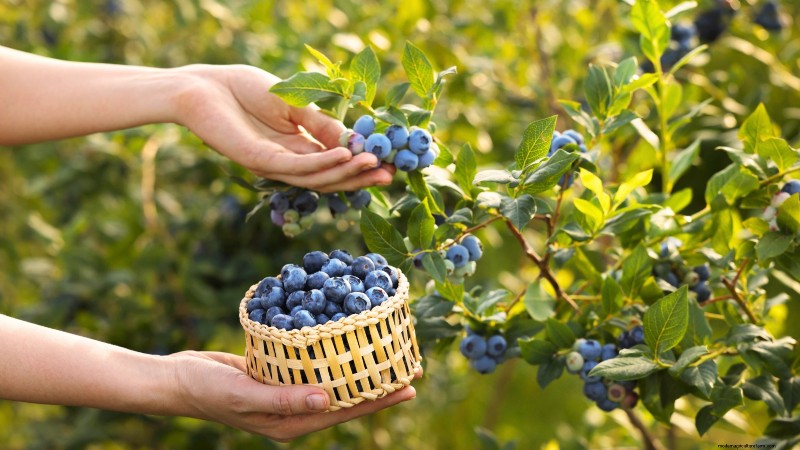 Start a Victory Garden: A Complete 9-Step Guide