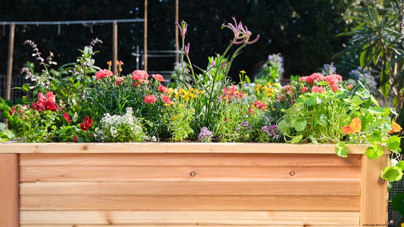 Start a Victory Garden: A Complete 9-Step Guide