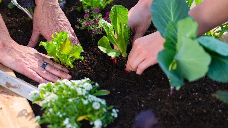 Start a Victory Garden: A Complete 9-Step Guide
