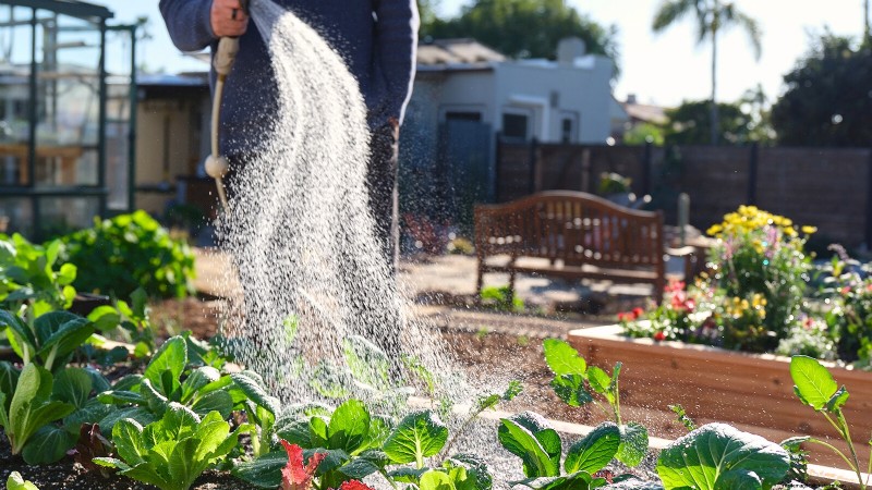 Start a Victory Garden: A Complete 9-Step Guide