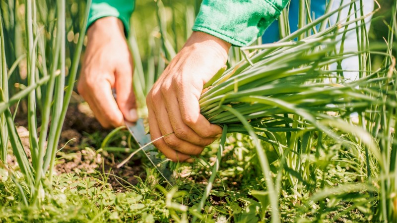 Start a Victory Garden: A Complete 9-Step Guide