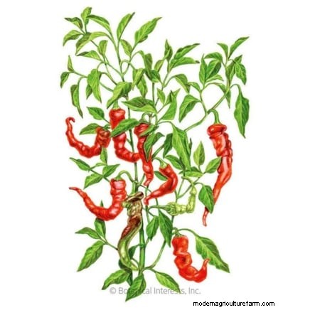 Grow Your Own Food: 17 Essential Crops for a Successful Victory Garden