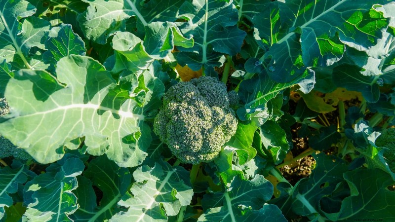 Grow Your Own Food: 17 Essential Crops for a Successful Victory Garden