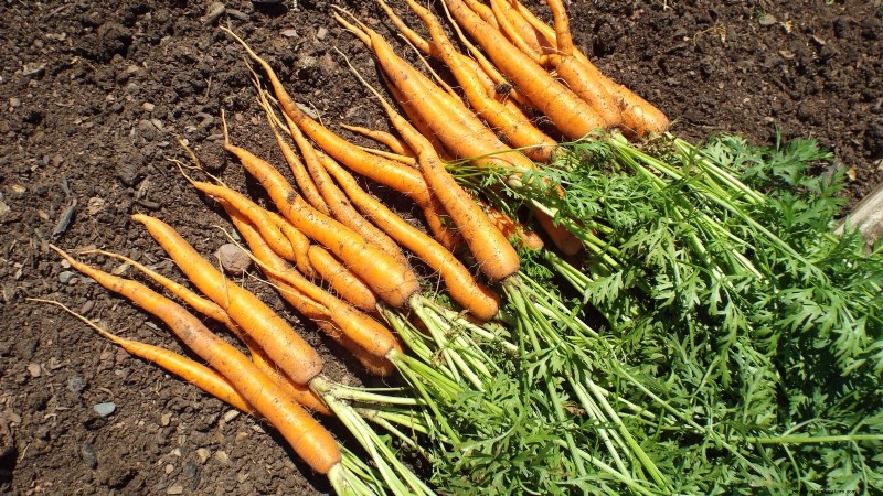 Grow Your Own Food: 17 Essential Crops for a Successful Victory Garden