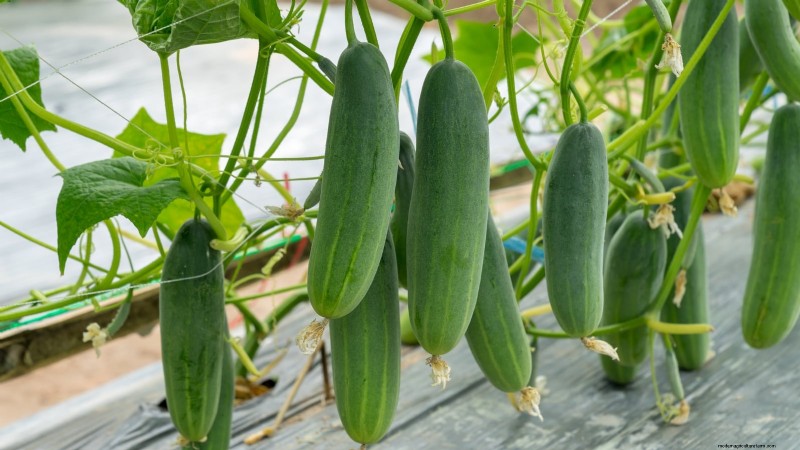 Grow Your Own Food: 17 Essential Crops for a Successful Victory Garden