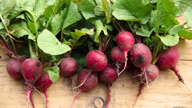 Grow Your Own Food: 17 Essential Crops for a Successful Victory Garden