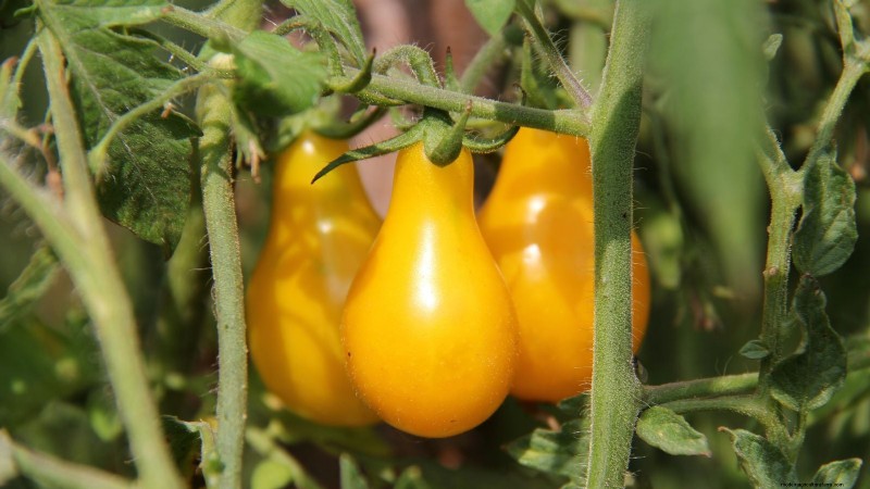 Grow Your Own Food: 17 Essential Crops for a Successful Victory Garden