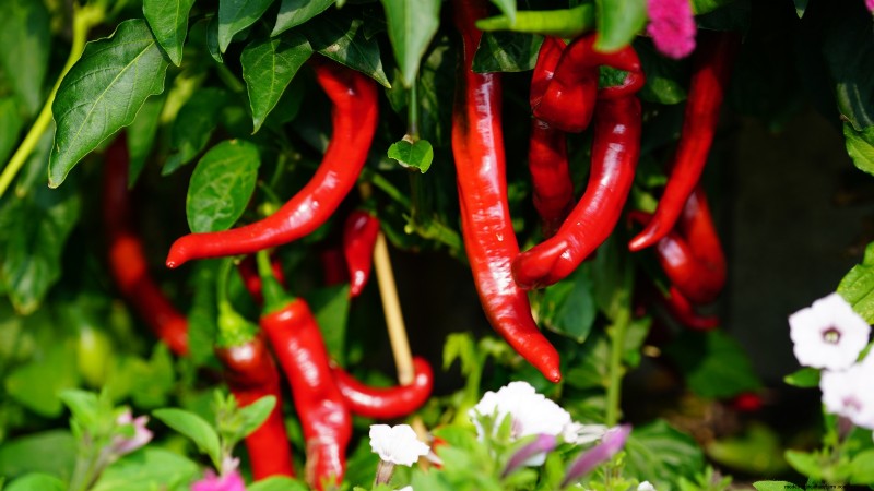 Grow Your Own Food: 17 Essential Crops for a Successful Victory Garden