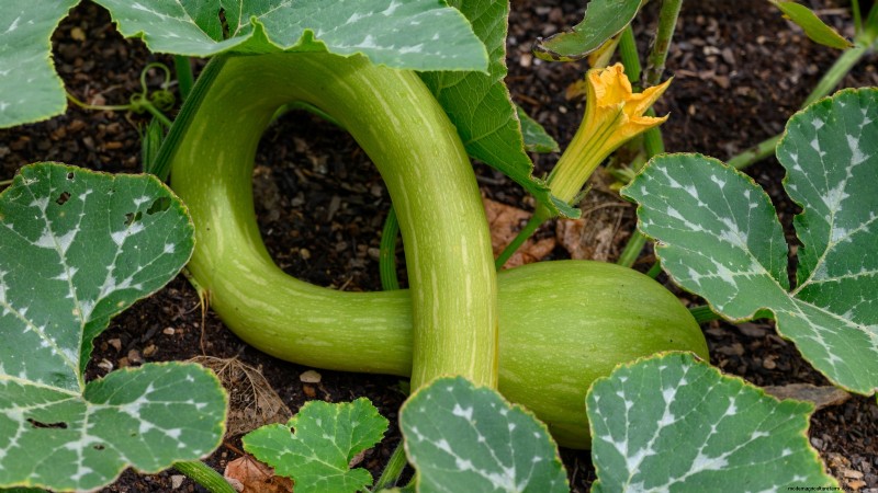 Grow Your Own Food: 17 Essential Crops for a Successful Victory Garden