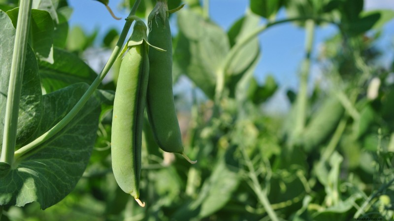 Grow Your Own Food: 17 Essential Crops for a Successful Victory Garden