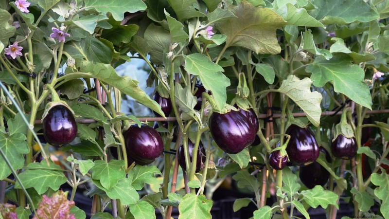 Grow Your Own Food: 17 Essential Crops for a Successful Victory Garden