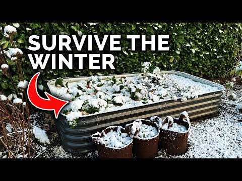 Protect Your Fruit Trees from Frost: Expert Winter Care Tips