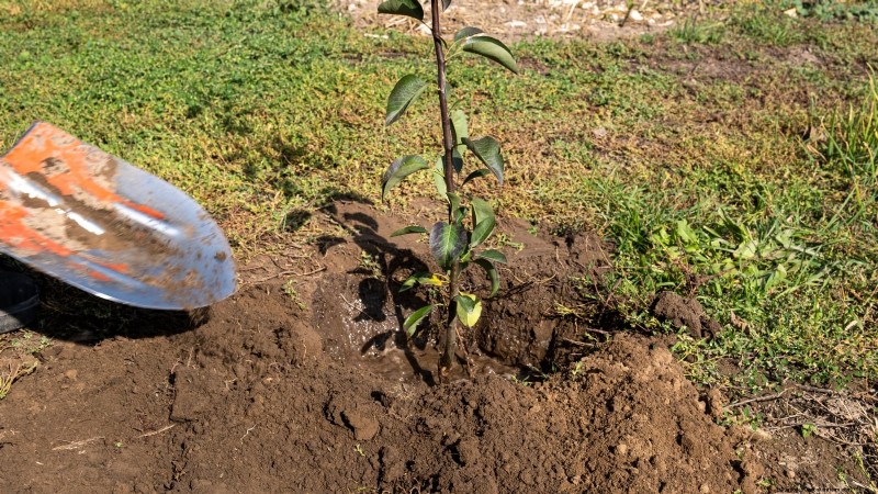 Protect Your Fruit Trees from Frost: Expert Winter Care Tips