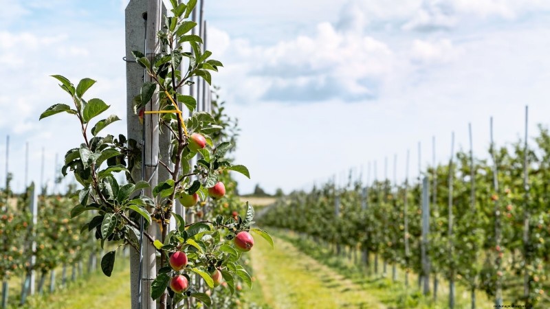Protect Your Fruit Trees from Frost: Expert Winter Care Tips