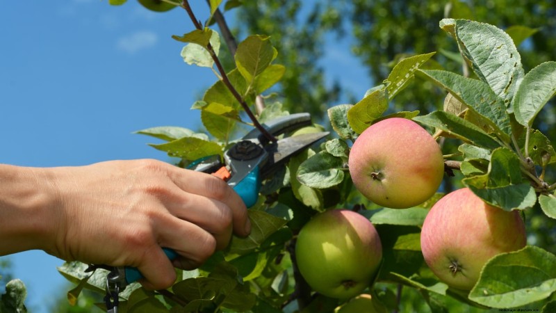 Protect Your Fruit Trees from Frost: Expert Winter Care Tips