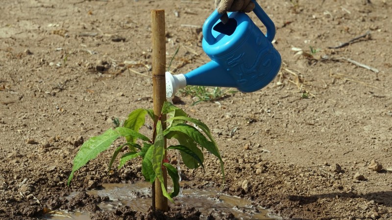 Protect Your Fruit Trees from Frost: Expert Winter Care Tips