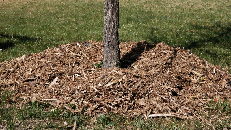 Protect Your Fruit Trees from Frost: Expert Winter Care Tips
